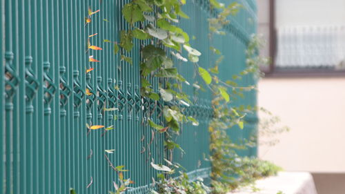 Plants growing by fence