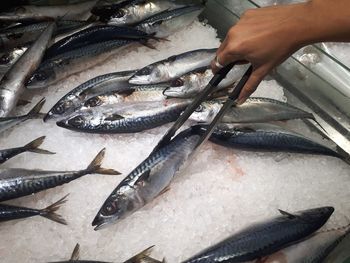 Close-up of fish for sale at market