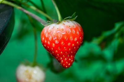 Close-up of strawberry on water