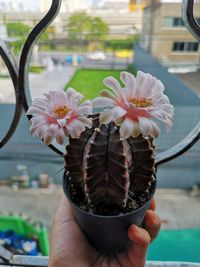 Close-up of hand holding white flowering plant