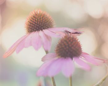 Close-up of pink flowers