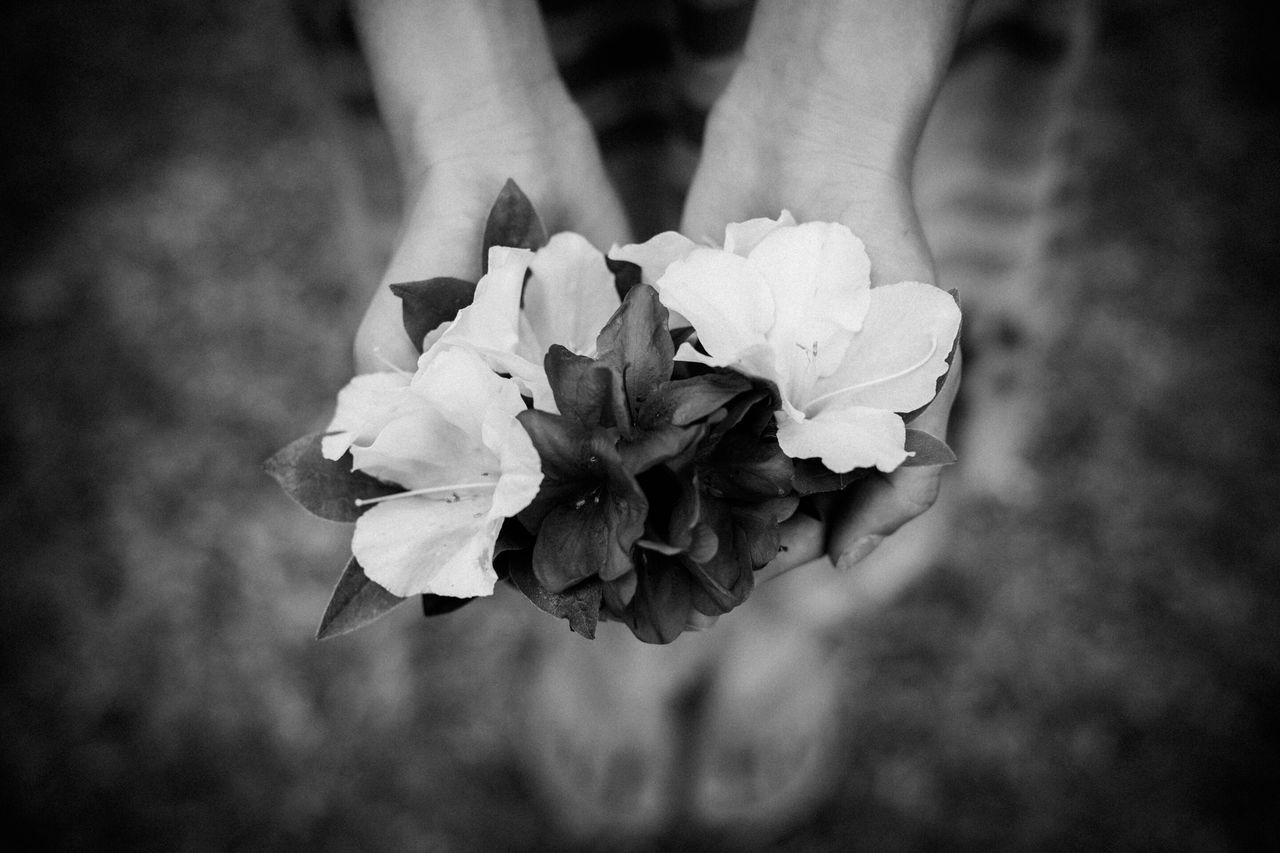 flower, petal, fragility, flower head, freshness, beauty in nature, close-up, growth, rose - flower, single flower, nature, blooming, plant, focus on foreground, in bloom, leaf, blossom, botany, season, springtime