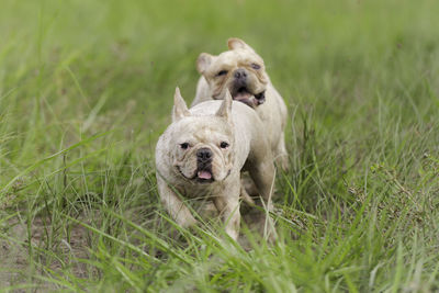 Dogs playing on grass