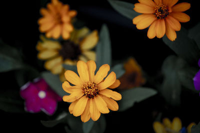 flowering plant