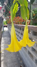 Close-up of yellow flower hanging on plant
