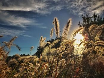 Low angle view of plants against sky