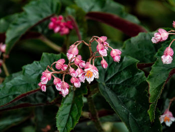 Close-up of pink flowering plant