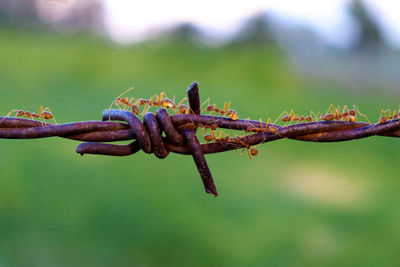 Close-up of ants on barbed wire