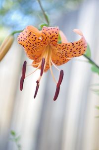 Close-up of butterfly on flower