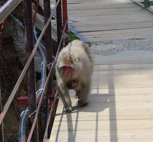 Macaque on floor