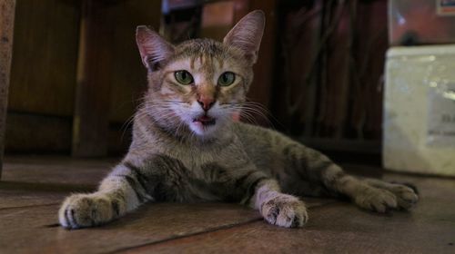 Close-up portrait of a cat relaxing on floor at home