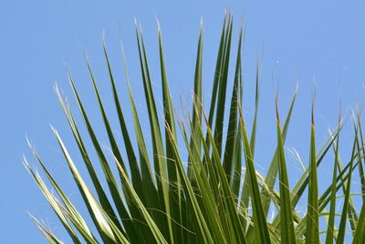 Low angle view of plants against blue sky