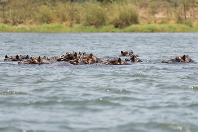 View of hippos swimming in sea