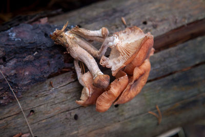 High angle view of dried mushrooms on wood