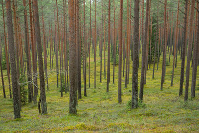 Pine trees in forest