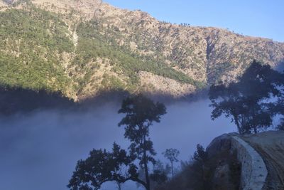 Trees in forest against sky