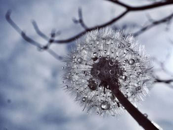 Close-up of flower against sky