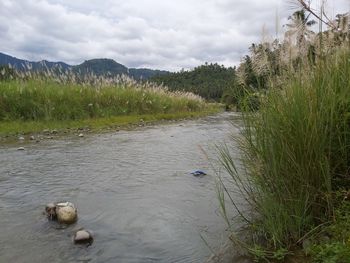 Scenic view of river amidst trees against sky