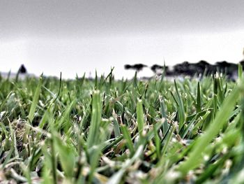 Close-up of plants growing in field