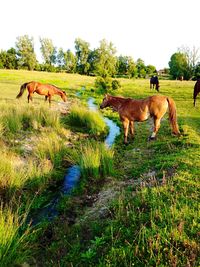 Horses on field against sky