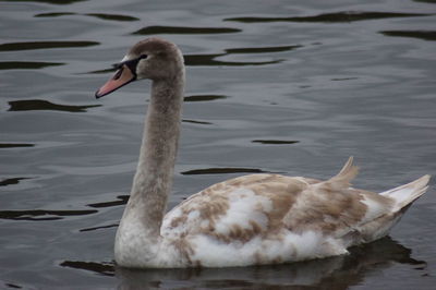 Swan swimming in lake