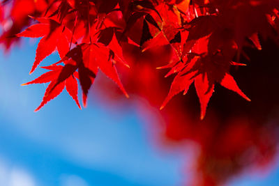 Close-up colorful fall foliage in sunny day. beautiful autumn landscape background