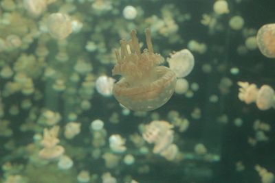 Close-up of jellyfish swimming in aquarium