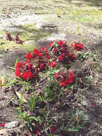 Close-up of red flowers blooming in field