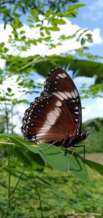 Close-up of butterfly on plant