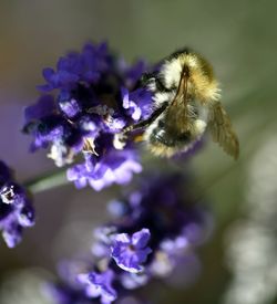 Close-up of honey bee on purple flowering plant