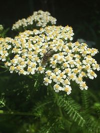 Close-up of flowers blooming outdoors