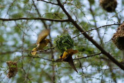 Close-up of weaver birds building their nest in queen elizabeth national park, uganda
