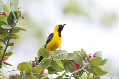 Close-up of bird perching on plant