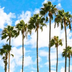 Low angle view of palm trees against sky