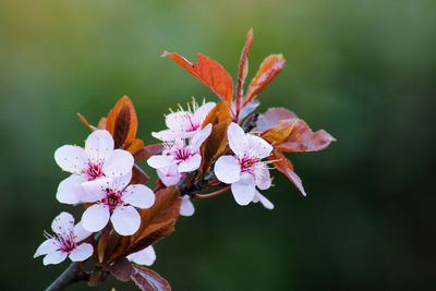 Close-up of pink cherry blossoms