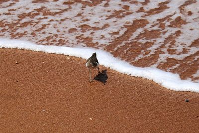 Bird on sand at beach