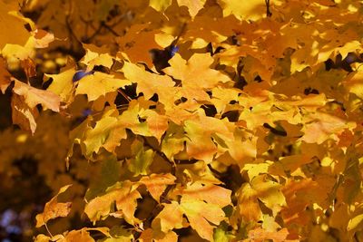 Close-up of yellow maple leaves