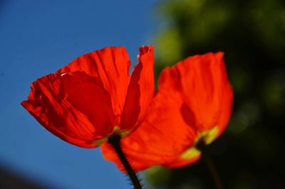 Close-up of red poppy flower