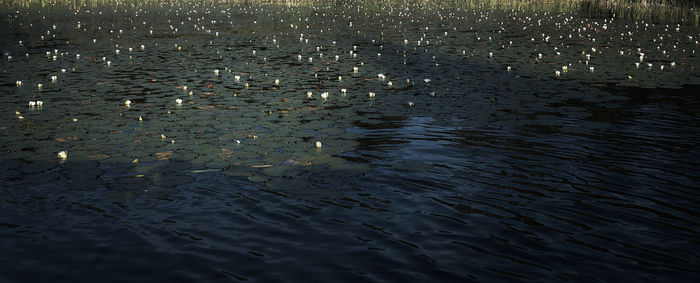 Birds swimming in lake