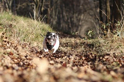 French bulldog running on field at forest