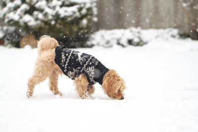 Dog on snow covered field