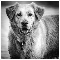 Close-up portrait of dog sticking out tongue outdoors