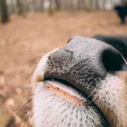 Close-up of animal eye