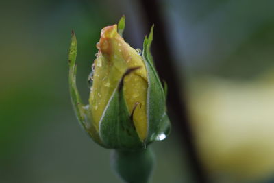 Close-up of flower bud