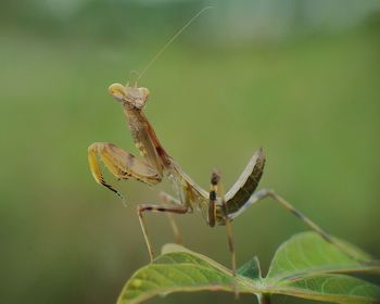 Close-up of insect on leaf