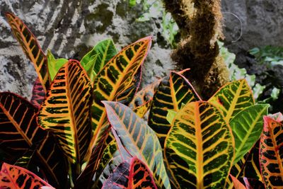 High angle view of leaves on tree by plants