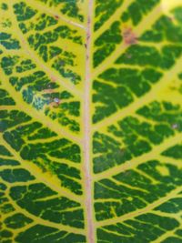 Full frame shot of green leaves