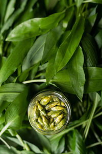 Close-up of green leaves