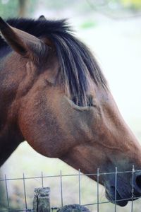 Close-up of horse