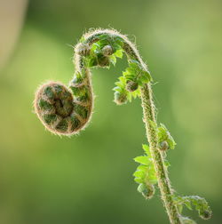 Close-up of green plant